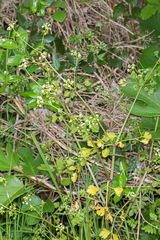 Apium graveolens