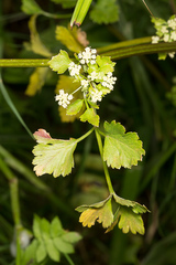 Apium graveolens