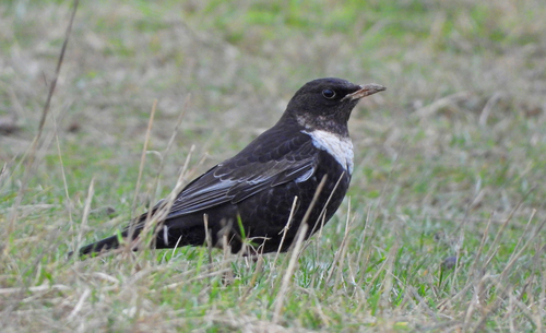 Mirlo capiblanco (Turdus torquatus)