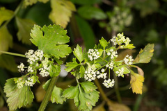 Apium graveolens