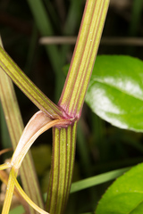 Apium graveolens