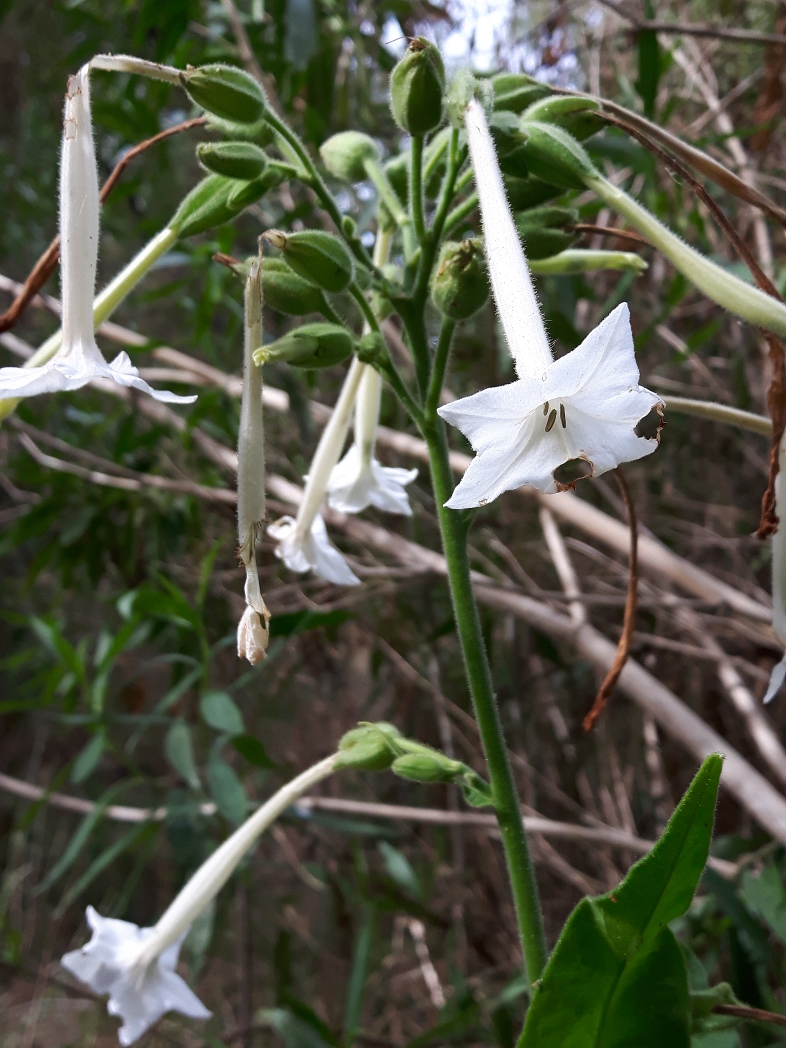 Flowering Tobacco (Nicotiana sylvestris)
