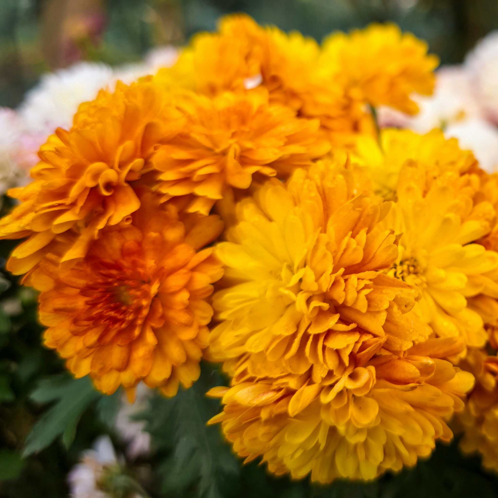 Chrysanthemum