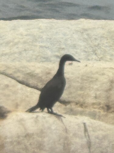 iNaturalist image