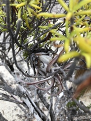 Tillandsia paucifolia