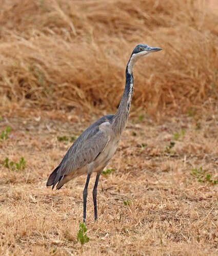 iNaturalist: (c) Giff Beaton, some rights reserved (CC BY-NC), uploaded by Giff Beaton iNaturalist image