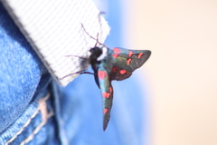 Zygaena lavandulae