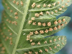 Goniopteris tetragona