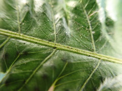 Goniopteris tetragona