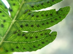 Goniopteris tetragona