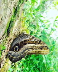 Caligo oileus scamander