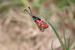 Zygaena rhadamanthus