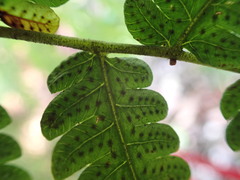 Goniopteris tetragona