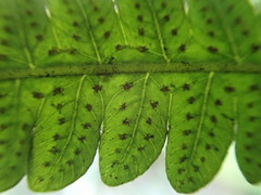 Goniopteris tetragona