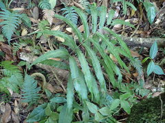 Goniopteris tetragona