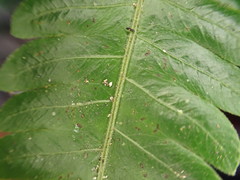 Goniopteris tetragona