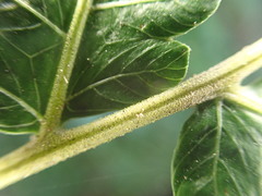 Goniopteris tetragona