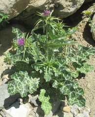 Silybum marianum