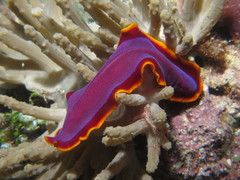 Pseudoceros ferrugineus