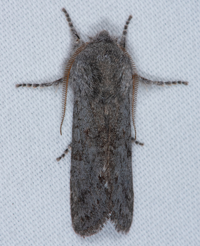 Psaphida damalis