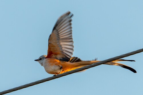 Scissor-tailed Flycatcher (Tyrannus forficatus), photo 6