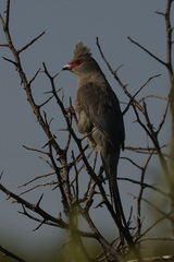 Urocolius indicus transvaalensis