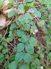 Symphoricarpos × chenaultii
