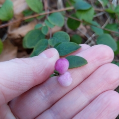 Symphoricarpos × chenaultii