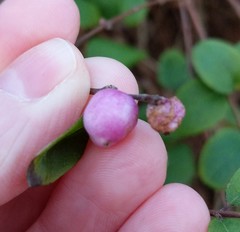 Symphoricarpos × chenaultii
