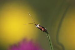 Nemophora fasciella