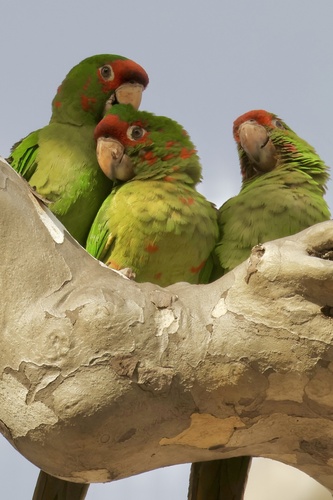 Mitred Parakeet, Cromwell Ave, Los Angeles, CA, US, photo 6 of 10