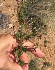 Jamesbrittenia atropurpurea