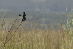 Euplectes albonotatus