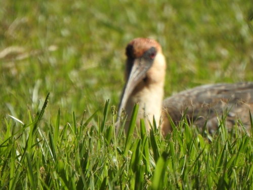 Buff-necked Ibis (Theristicus caudatus), photo 4