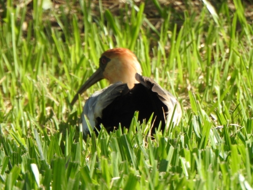 Buff-necked Ibis (Theristicus caudatus), photo 5