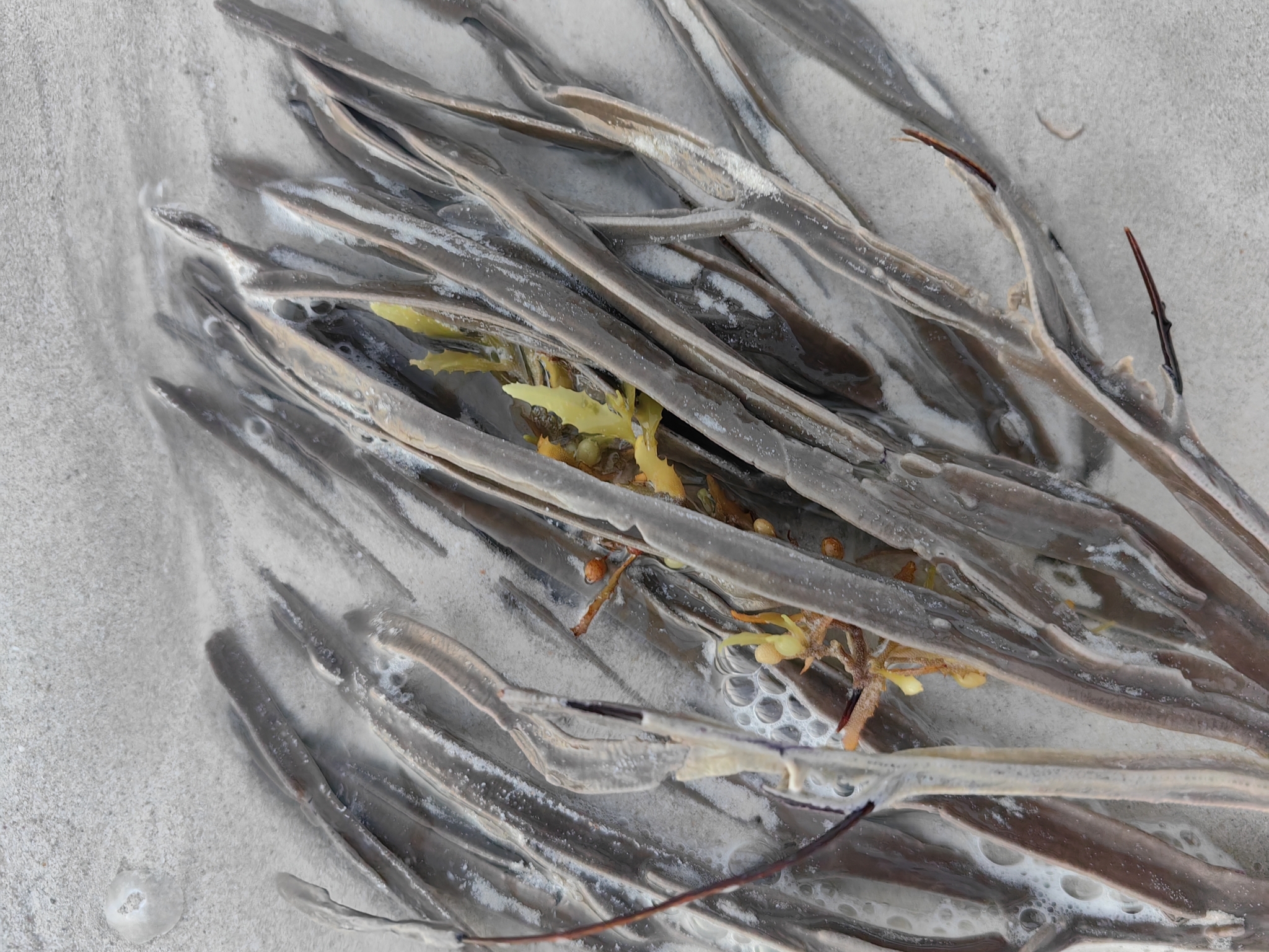 Pterogorgia anceps (Pallas, 1766)