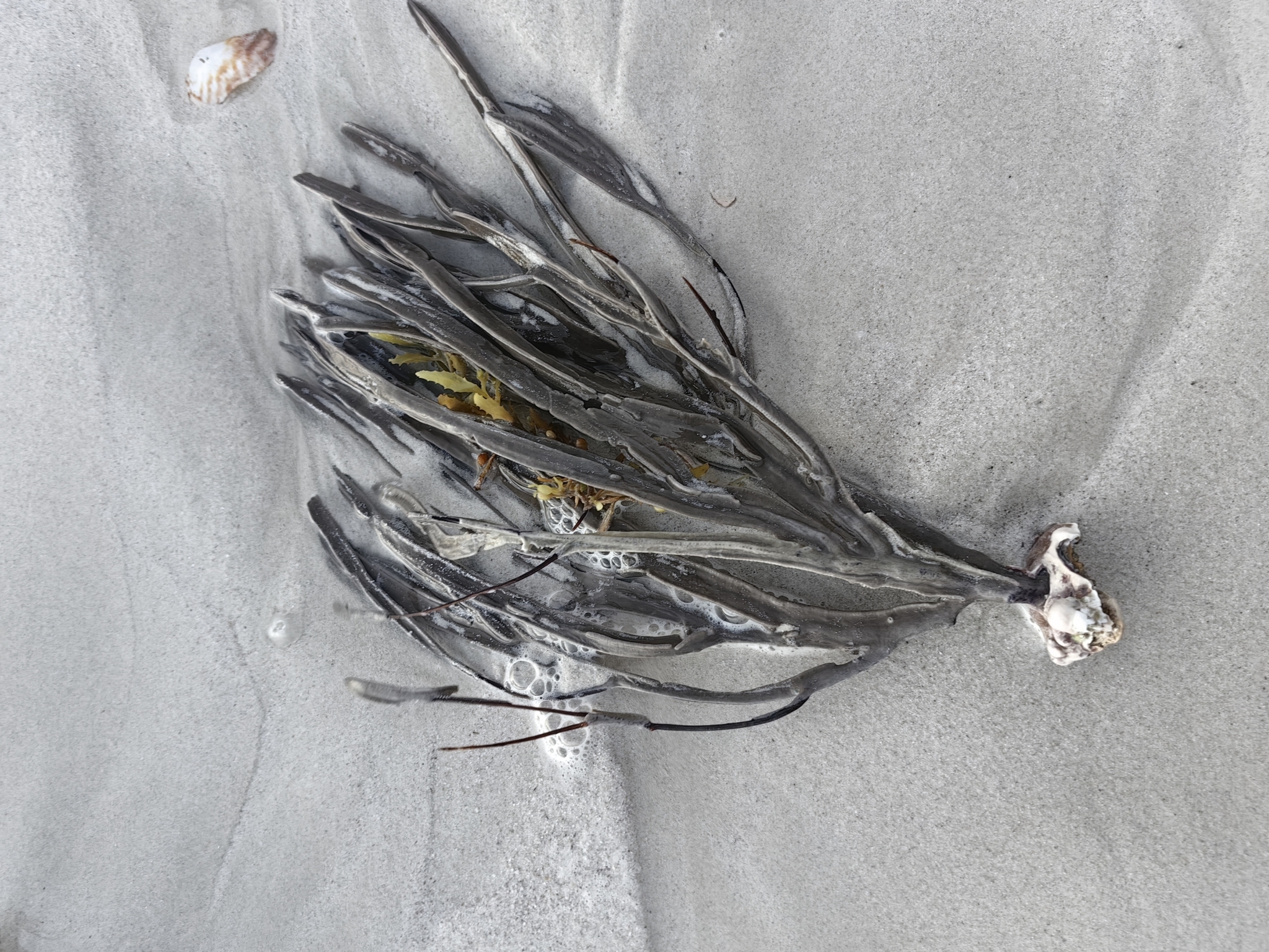 Pterogorgia anceps (Pallas, 1766)