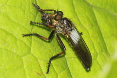 Pamponerus germanicus