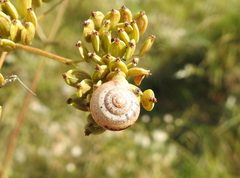 Fruticicola fruticum