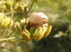 Fruticicola fruticum