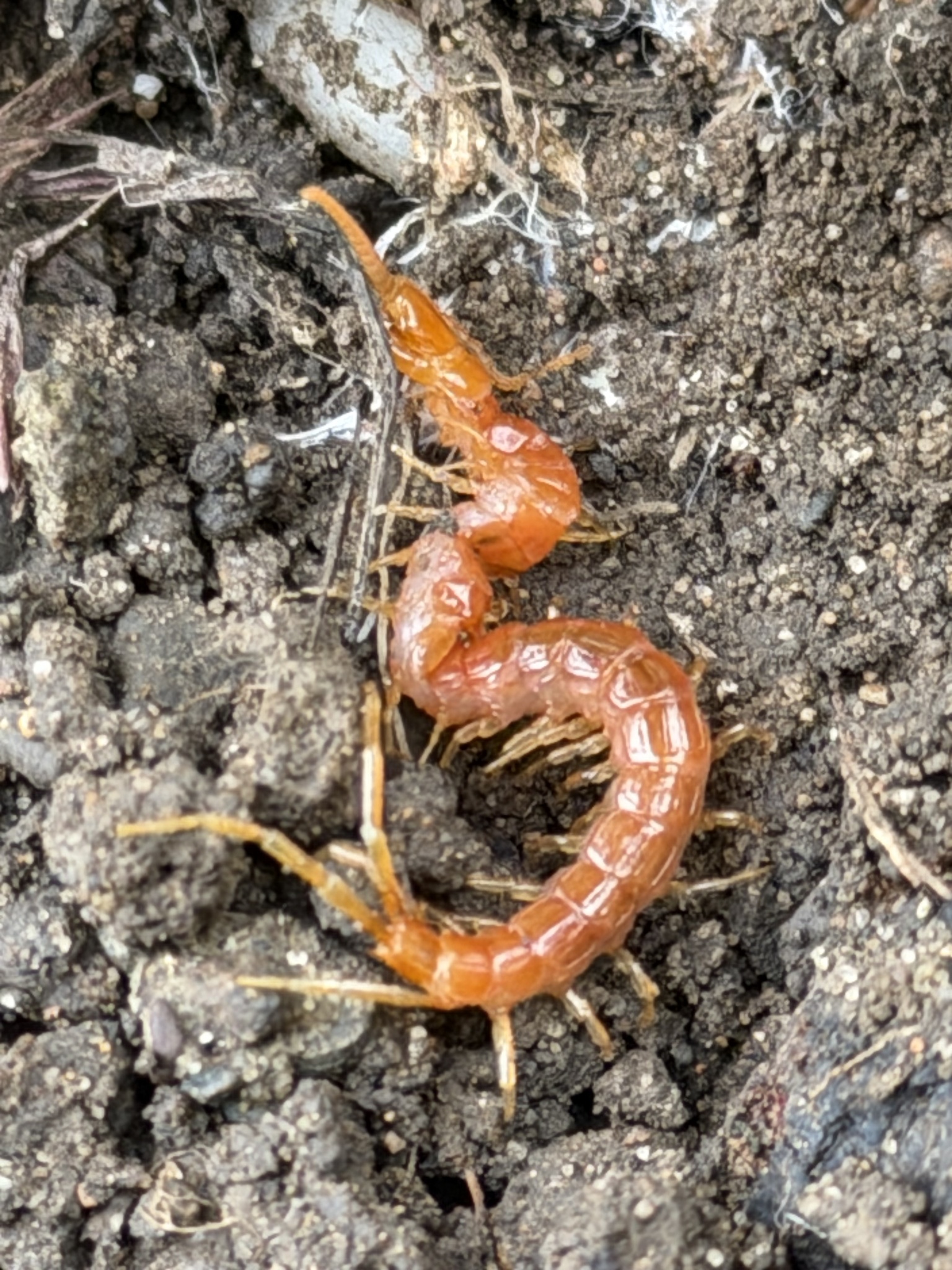 Scolopocryptops gracilis Wood, 1862