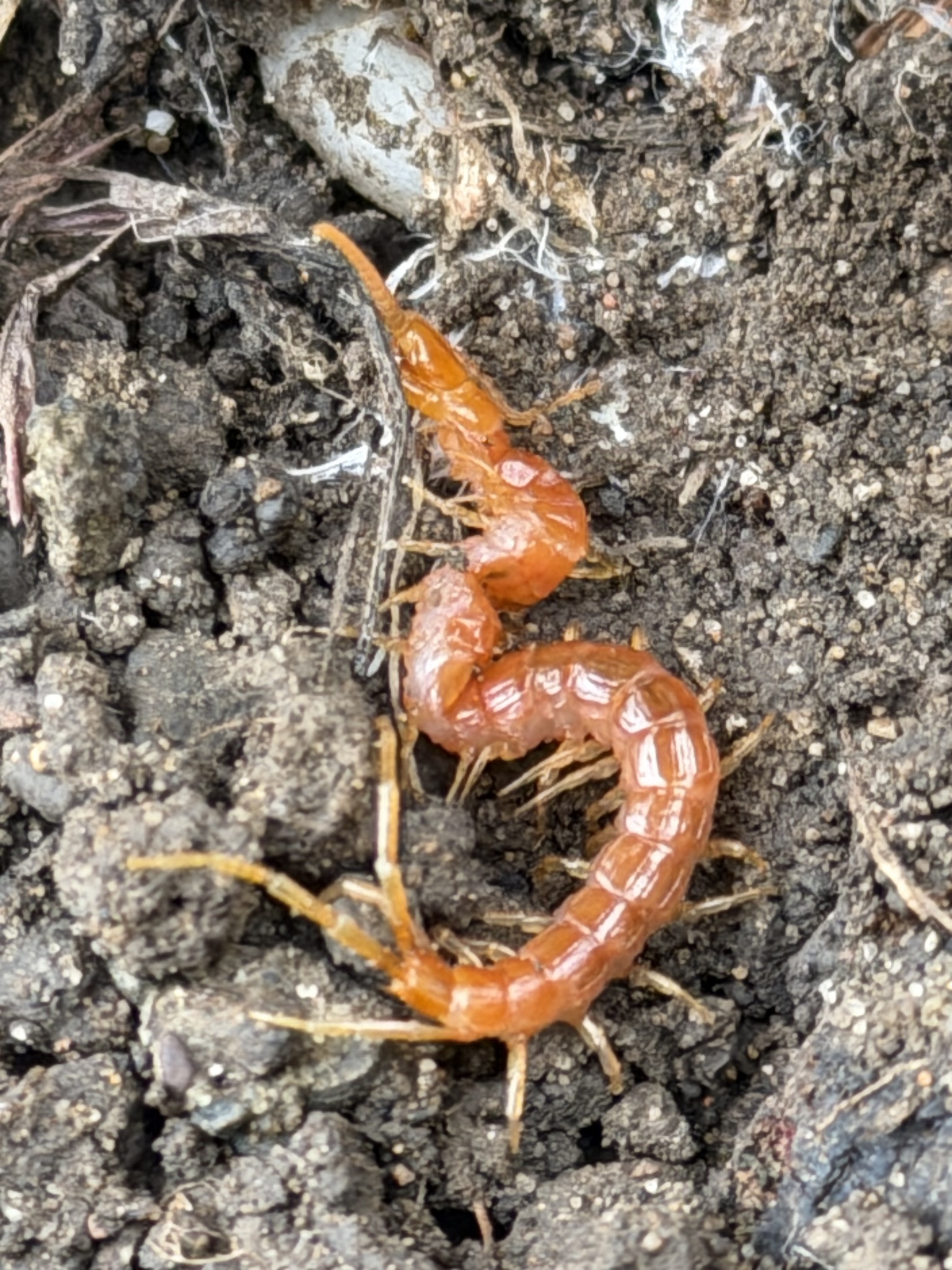 Scolopocryptops gracilis Wood, 1862