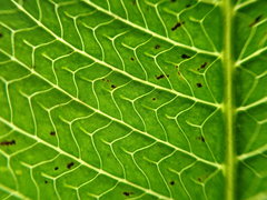 Meniscium reticulatum