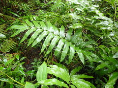 Meniscium reticulatum