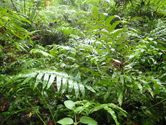 Meniscium reticulatum