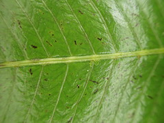 Meniscium reticulatum