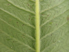 Meniscium reticulatum