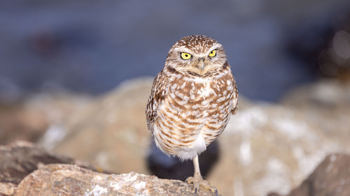 View observation of {o.common_name} on iNaturalist