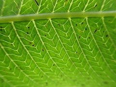 Meniscium reticulatum