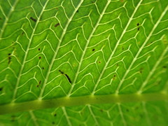 Meniscium reticulatum